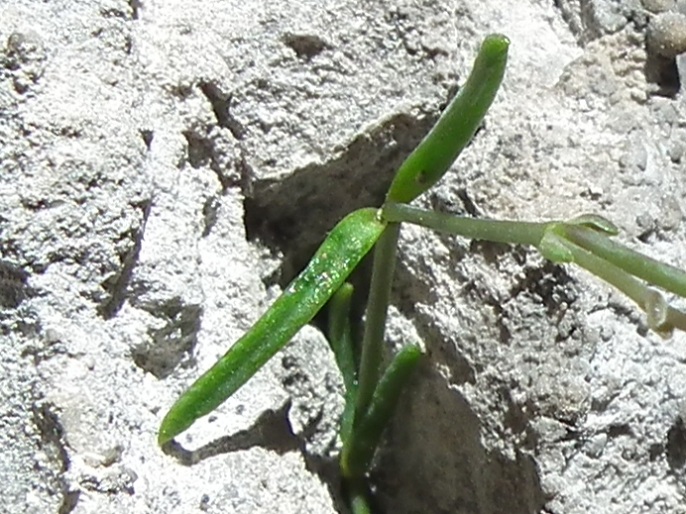 Moehringia glaucovirens / Moehringia verde-glauca